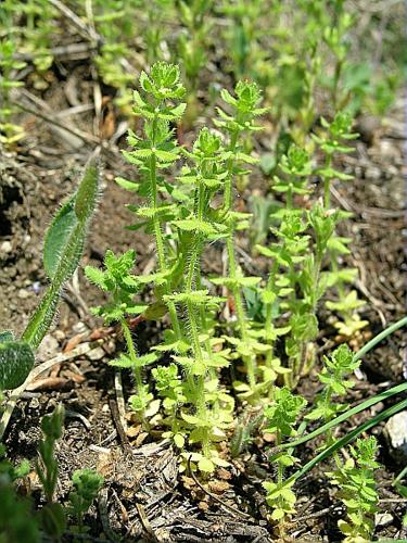 Cruciata pedemontana (Bellardi) Ehrend. © VILLARET Jean-Charles