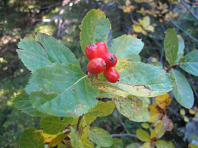 Sorbus chamaemespilus (L.) Crantz, 1763 © BILLARD Gilbert