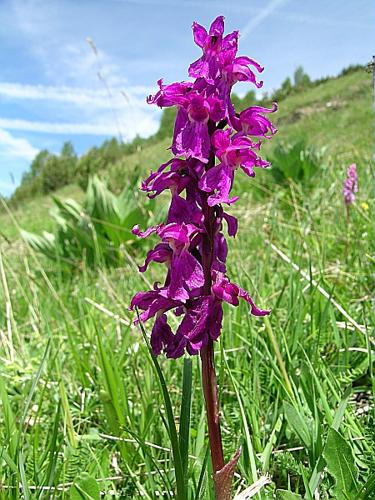 Orchis mascula (L.) L., 1755 © VILLARET Jean-Charles