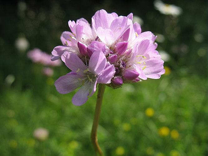 Armeria arenaria (Pers.) Schult., 1820 © BILLARD Gilbert