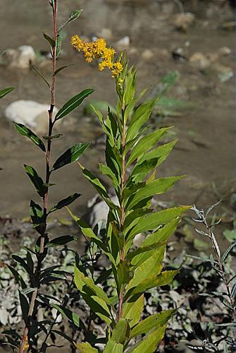 Solidago gigantea Aiton subsp. serotina (O. Kuntze) McNeill © DALMAS Jean-Pierre