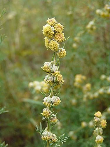 Artemisia alba Turra © GARRAUD Luc