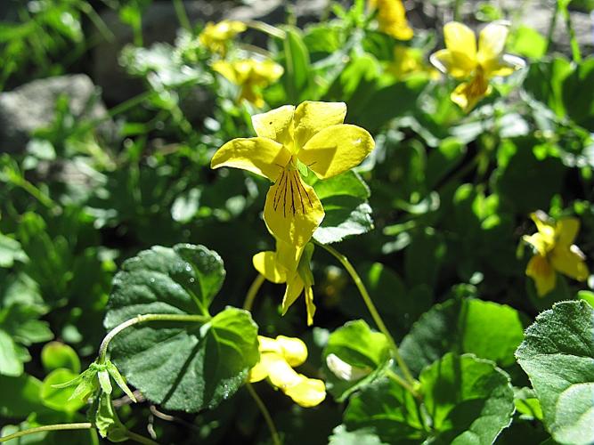 Viola biflora L., 1753 © BILLARD Gilbert