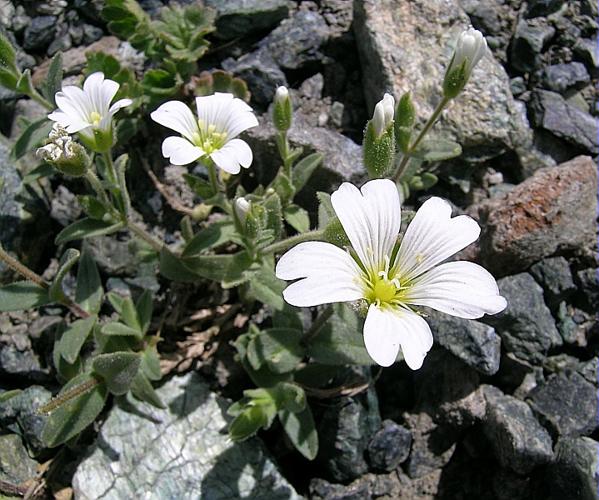 Cerastium latifolium L., 1753 © VILLARET Jean-Charles