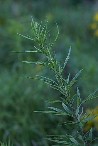 Artemisia verlotiorum Lamotte © PACHES Gilles