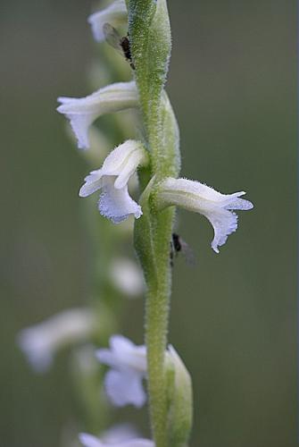 Spiranthes aestivalis (Poiret) L.C.M. Richard © PACHES Gilles