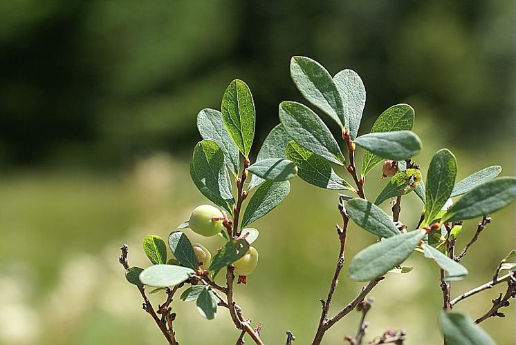 Vaccinium uliginosum L. subsp. uliginosum © PACHES Gilles