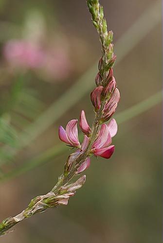 Onobrychis arenaria (Kit.) DC. © PACHES Gilles