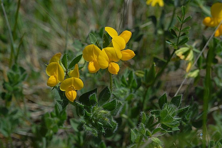 Lotus corniculatus L subsp corniculatus © DALMAS Jean-Pierre