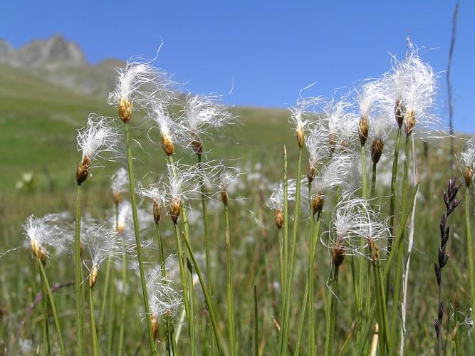 Trichophorum alpinum (L.) Pers. © VILLARET Jean-Charles