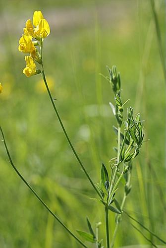 Lathyrus pratensis L., 1753 © PACHES Gilles