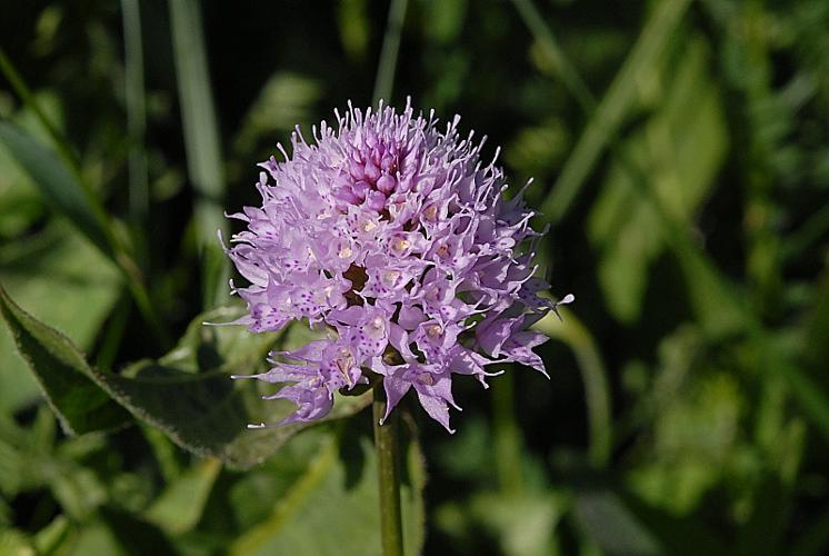 Traunsteinera globosa (L.) Reichenb. © DALMAS Jean-Pierre