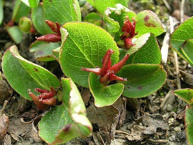 Salix herbacea L. © VILLARET Jean-Charles