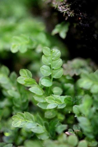 Cyrtomnium hymenophylloides (Huebener) T.J.Kop. © LEGLAND Thomas