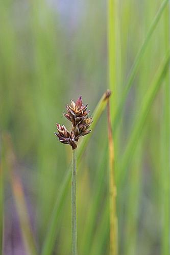 Carex heleonastes L. fil. © PACHES Gilles
