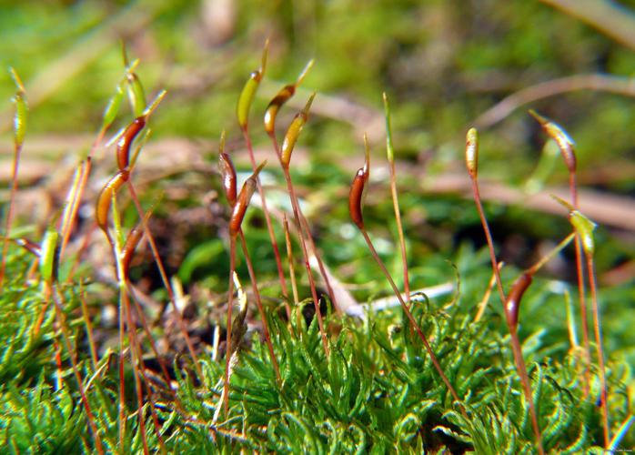 Atrichum undulatum (Hedw.) P.Beauv. © LEGLAND Thomas