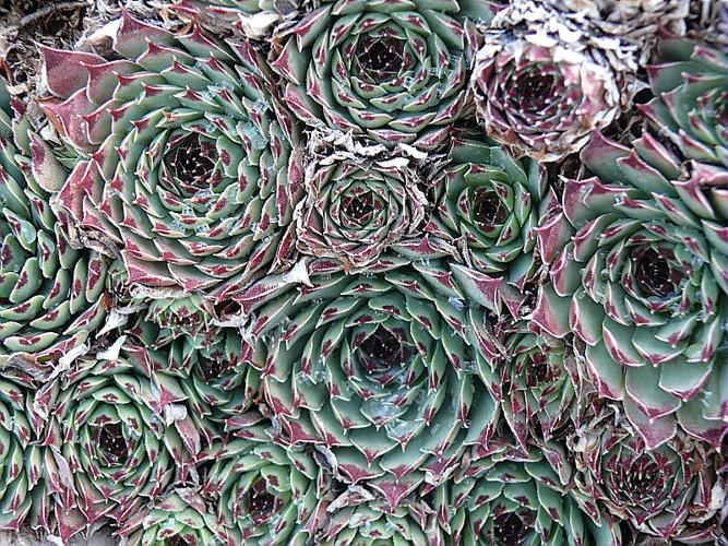 Sempervivum calcareum Jordan © GARRAUD Luc