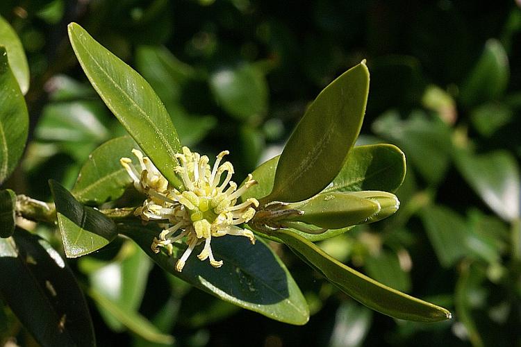 Buxus sempervirens L. © PACHES Gilles