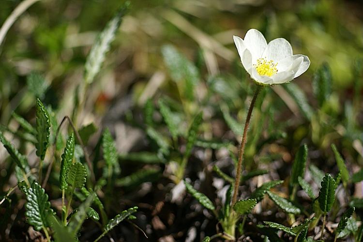 Dryas octopetala L., 1753 © PACHES Gilles