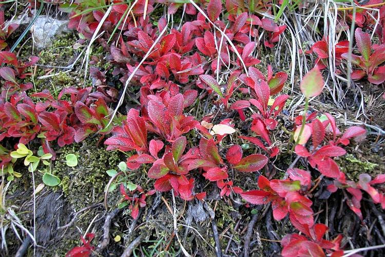 Arctostaphylos alpinus (L.) Sprengel © VILLARET Jean-Charles