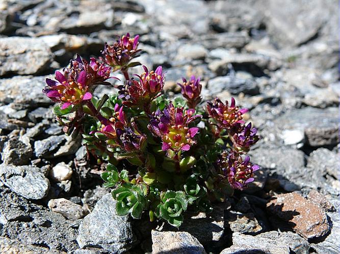 Saxifraga biflora All. subsp. biflora © MIKOLAJCZAK Alexis