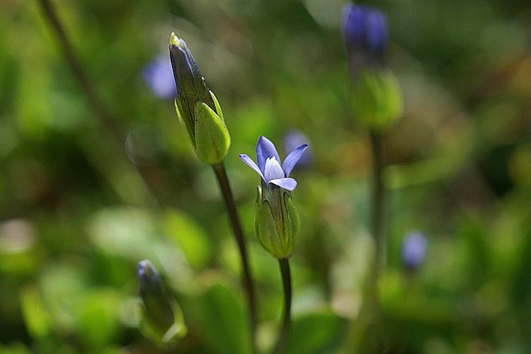 Gentianella tenella (Rottb.) Borner © PACHES Gilles