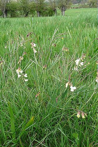 Lathyrus pannonicus subsp. asphodeloides (Gouan) Bassler, 1966 © GARRAUD Luc