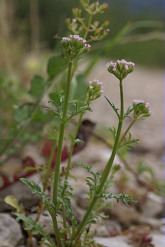 Centranthus calcitrapae (L.) Dufr., 1811 © PACHES Gilles
