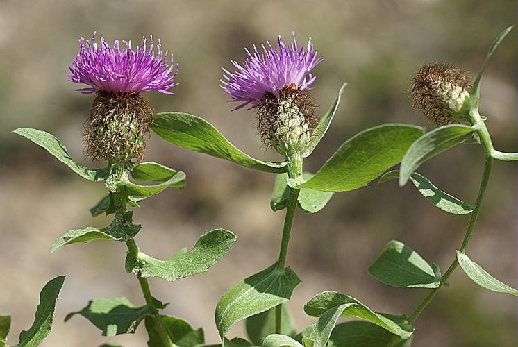 Centaurea pectinata L. © PACHES Gilles