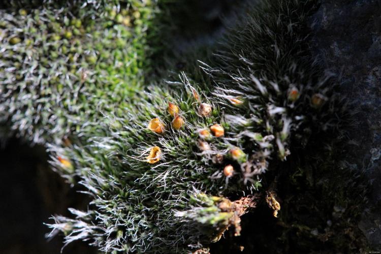 Grimmia donniana Sm. © LEGLAND Thomas