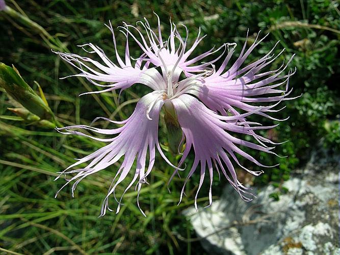 Dianthus hyssopifolius L. © VILLARET Jean-Charles