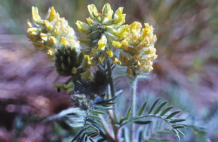 Oxytropis pilosa (L.) DC., 1802 © BILLARD Gilbert