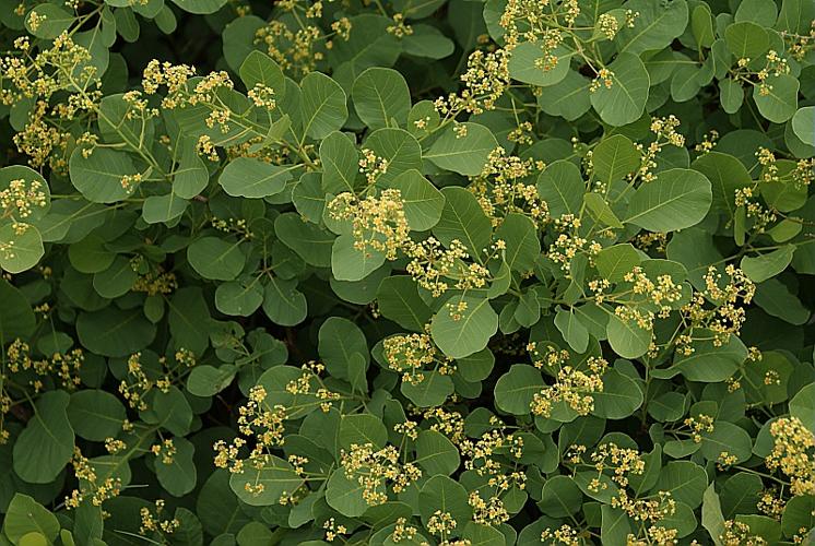 Cotinus coggygria Scop. © BONNET Véronique