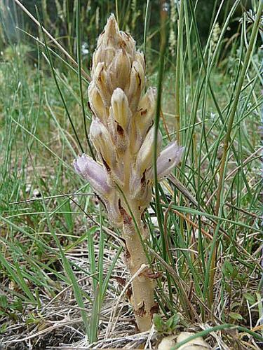 Orobanche laevis L. © GARRAUD Luc