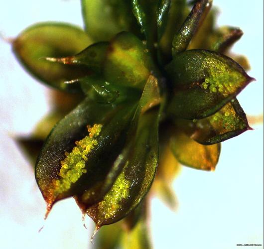 Syntrichia papillosa (Wilson) Jur. © LEGLAND Thomas