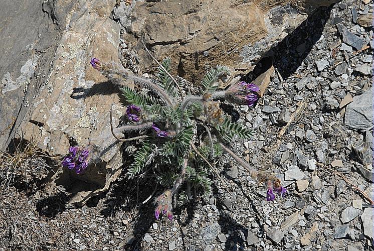 Oxytropis halleri Bunge ex Koch subsp. velutina (Schur) O. Schwarz © DALMAS Jean-Pierre