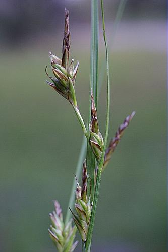 Carex distachya Desf. © PACHES Gilles