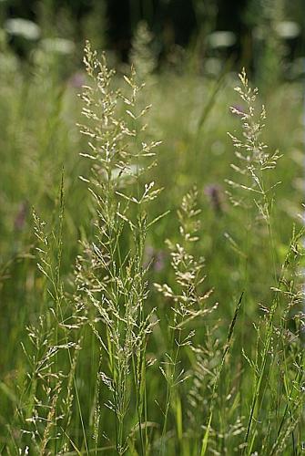 Agrostis gigantea Roth, 1788 © PACHES Gilles