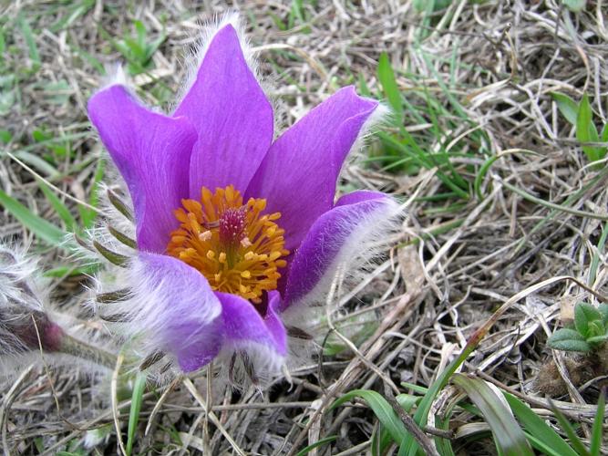 Pulsatilla halleri (All.) Willd. subsp. halleri © VILLARET Jean-Charles