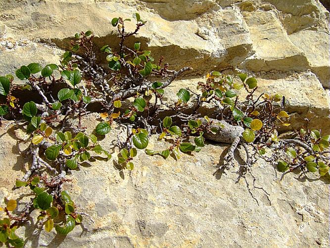 Rhamnus pumila Turra, 1764 © DALMAS Jean-Pierre