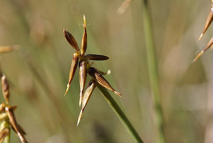 Carex microglochin Wahlenb. © PACHES Gilles
