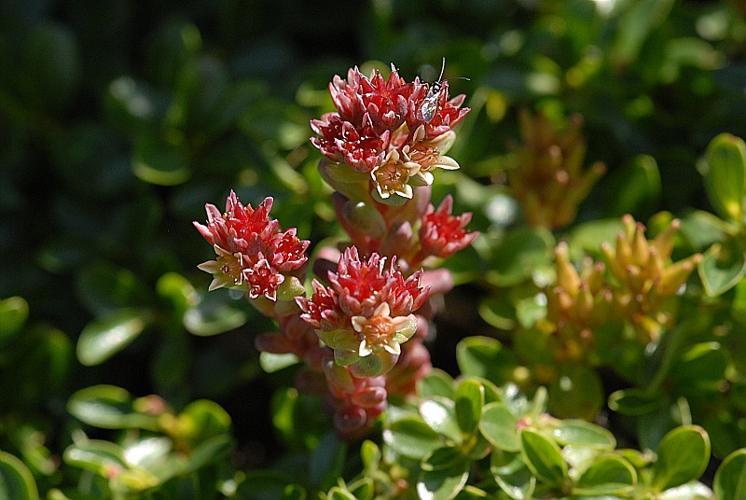 Sedum atratum L., 1763 © DALMAS Jean-Pierre