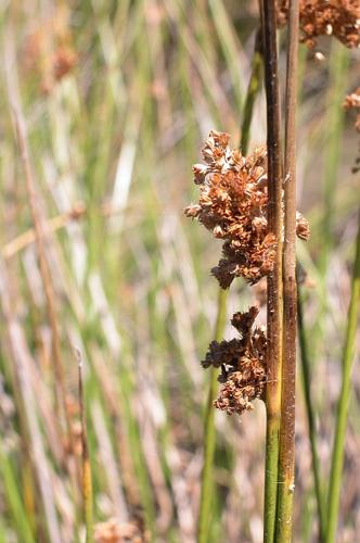 Juncus effusus L. © VILLARET Jean-Charles