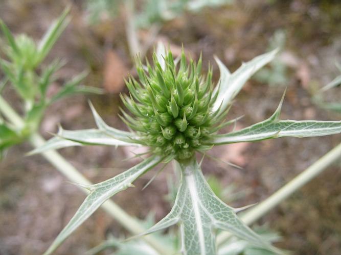 Eryngium campestre L. © VILLARET Jean-Charles