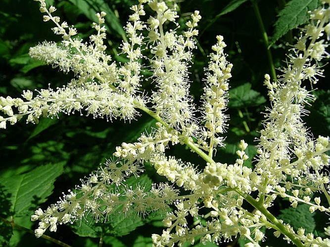 Aruncus dioicus (Walter) Fernald © VILLARET Jean-Charles