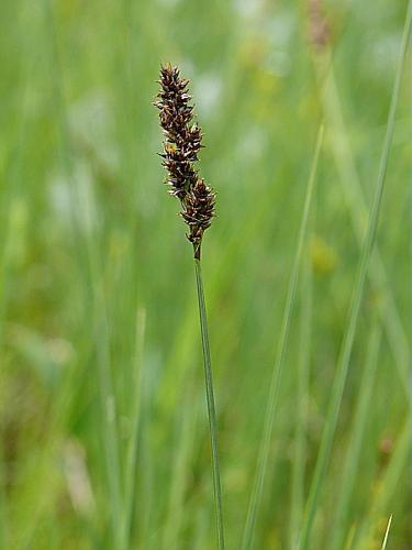 Carex diandra Schrank © MIKOLAJCZAK Alexis