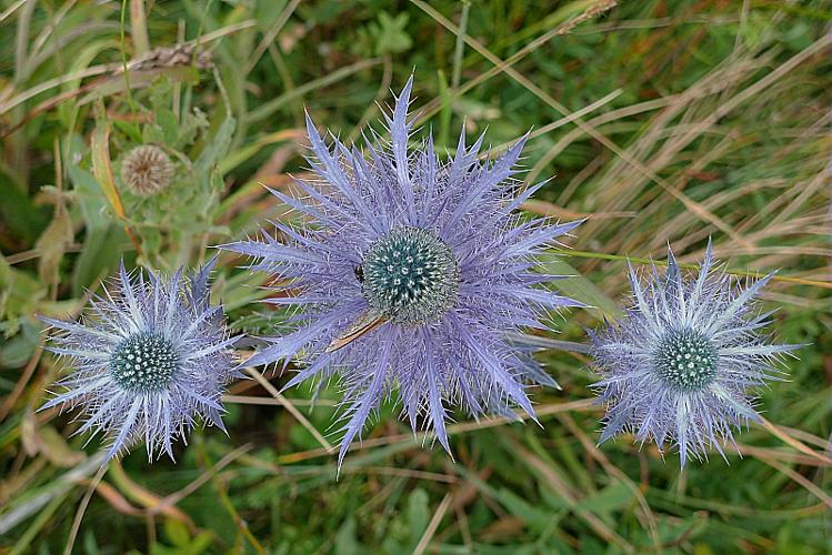 Eryngium alpinum L. © HUC Stéphanie