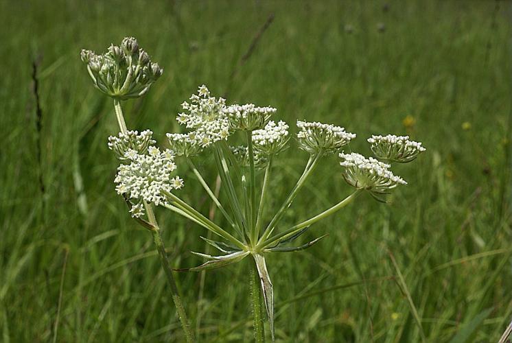 Laserpitium prutenicum L. © PACHES Gilles