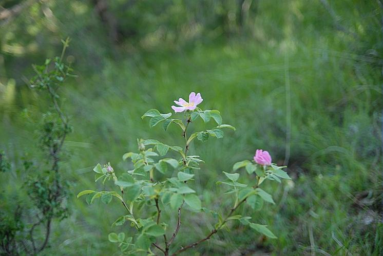 Rosa tomentosa Sm., 1800 © DALMAS Jean-Pierre