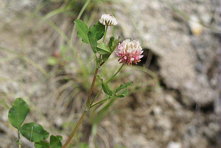 Trifolium hybridum L. © PACHES Gilles